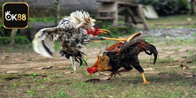 Luật Chơi Đá Gà Cựa Sắt Miền Tây Chi Tiết Tại OK88